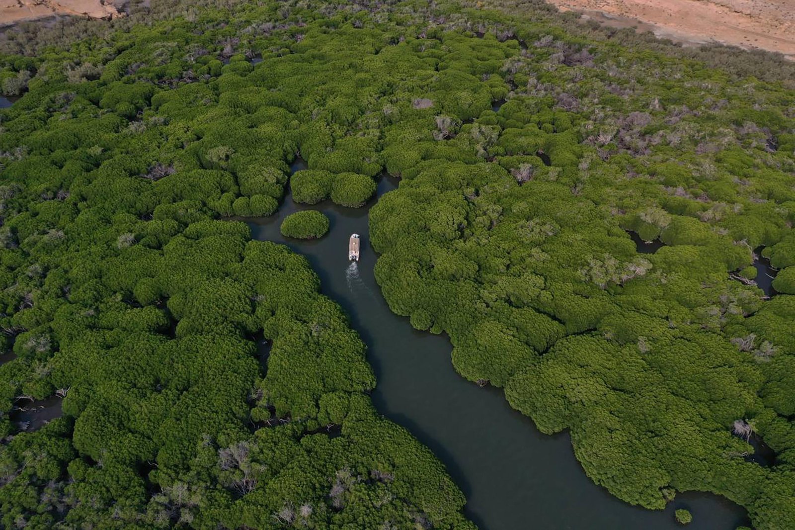 al qandal forest, farasan governorate in saudi arabia, 2024