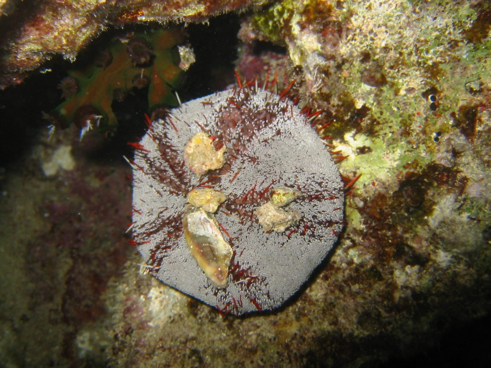 red sea reef 3926